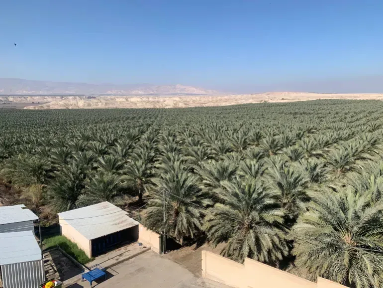 Rows of date palms extend across a plantation with small buildings in the foreground