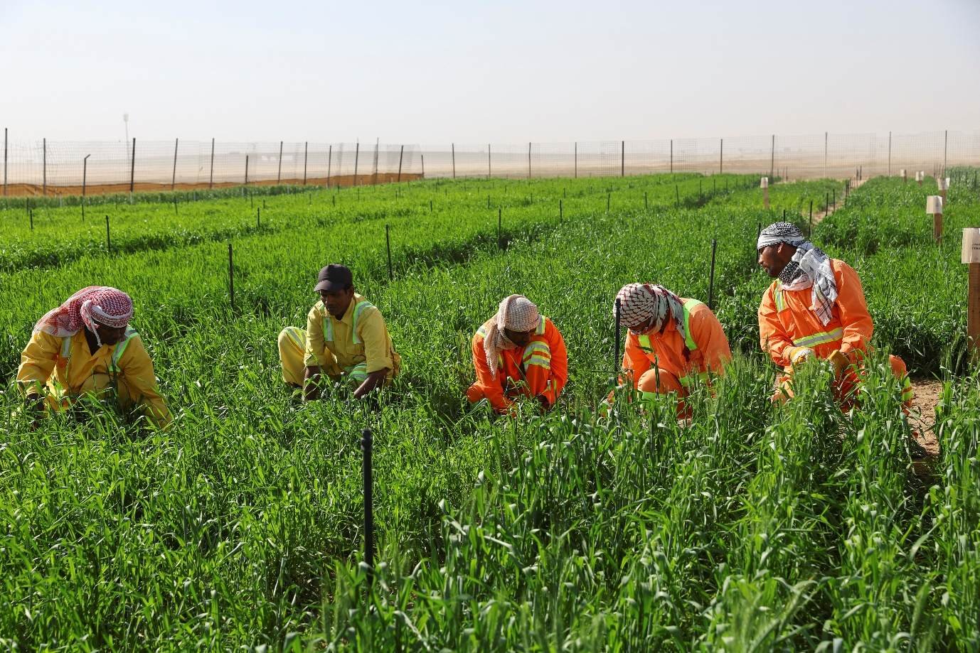Multispectral drone imagery of agricultural land in the GCC rendered as crop-health zones