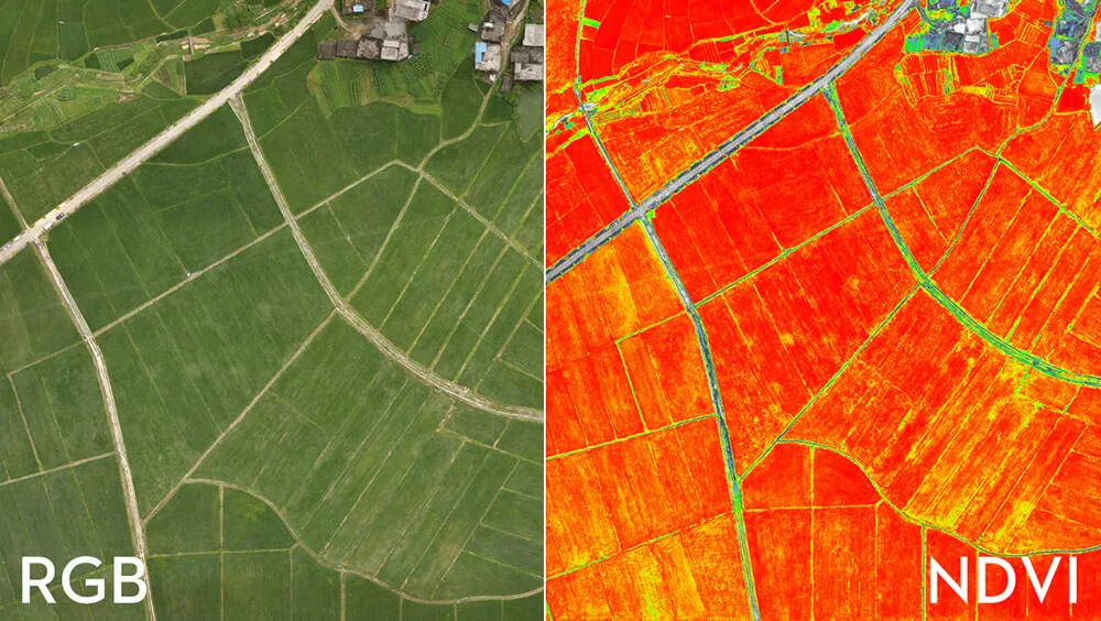 RGB vs NDVI
